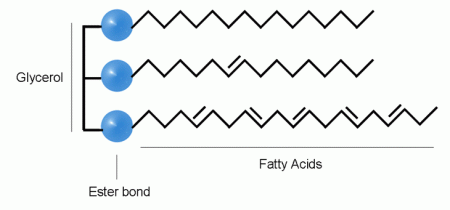 triglyceride
